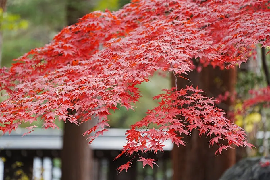 Beautiful close-up of red maple leaves showcasing autumn's vibrant colors.
