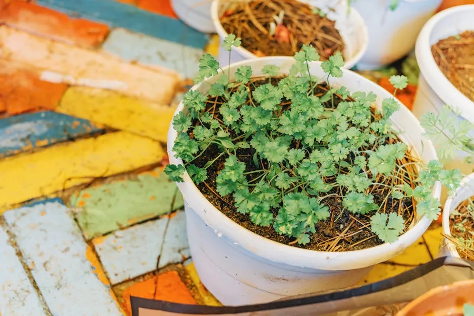Green Leaf Plant With White Ceramic Plant