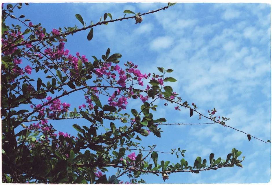 Branches Blossoming Against a Summer Sky