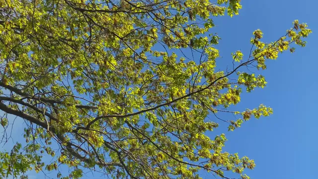 Horizontal video: Sunny spring day with vibrant green leaves 29300103. Duration: 7 seconds. Resolution: 1920x1080