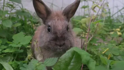Horizontal video: Close up of a rabbit in a garden 11585023. Duration: 9 seconds. Resolution: 3840x2160