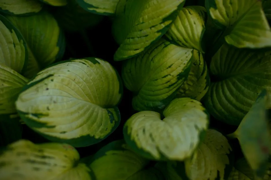 Decorative Hostas Foliage