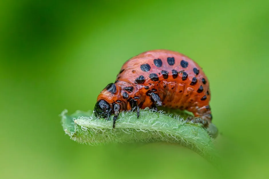 Colorado Potato Beetle Larva on a Plant