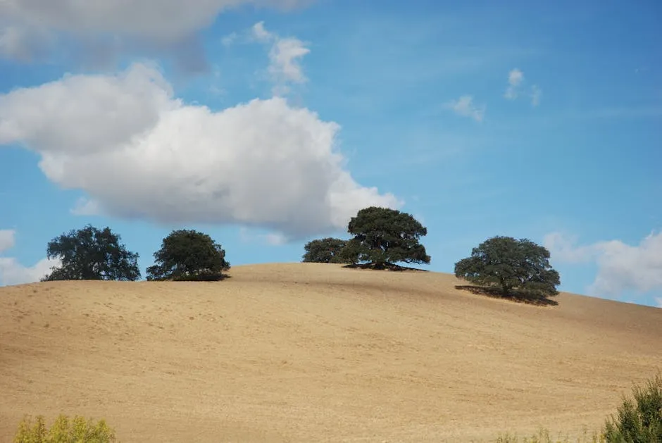Scenic Rolling Hills with Oak Trees under Blue Sky