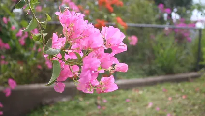 Horizontal video: A close up shot of a bougainvillea 3917391. Duration: 9 seconds. Resolution: 1920x1088