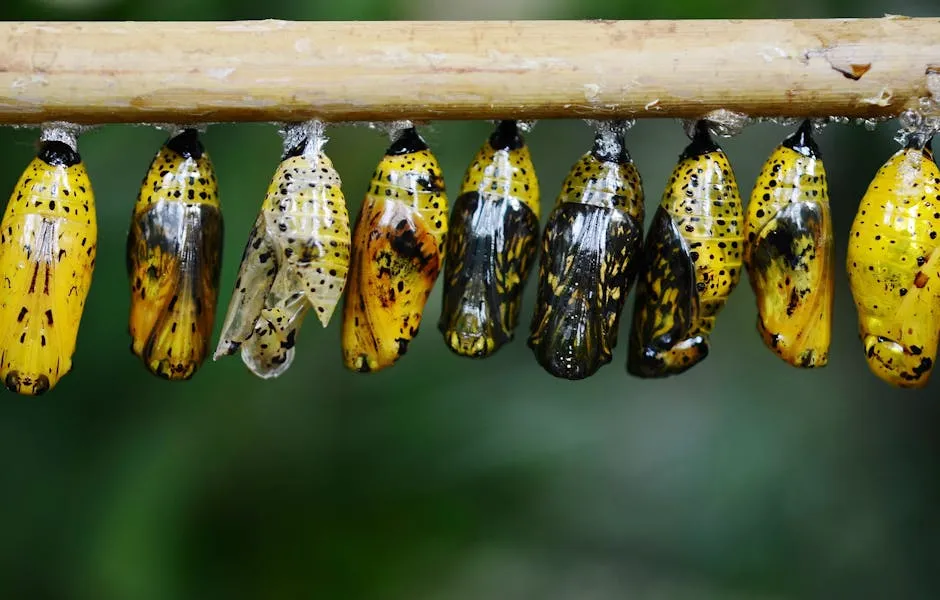 Close-up of vibrant yellow Monarch butterfly cocoons hanging on a twig, showcasing metamorphosis.