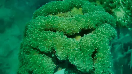 Horizontal video: A fish hiding inside a green aquatic plant 3995798. Duration: 10 seconds. Resolution: 3840x2160