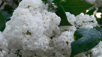 Horizontal video: A close up shot of white lilac flowers 4075834. Duration: 22 seconds. Resolution: 1920x1080