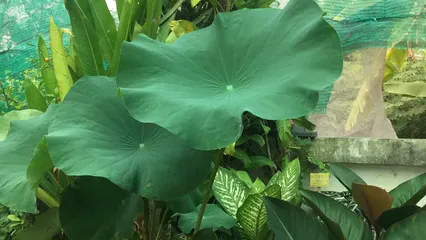 Horizontal video: Variety of outdoor green plants 4121170. Duration: 11 seconds. Resolution: 1920x1080