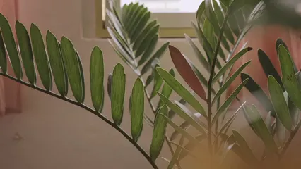 Horizontal video: Plant inside a house 4541560. Duration: 10 seconds. Resolution: 3840x2160