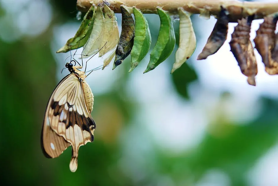 Detailed image of a butterfly emerging from cocoons, showcasing transformation and nature's beauty.