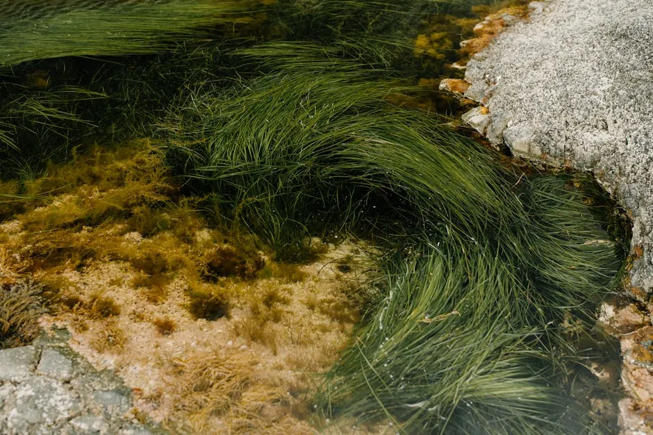 Close-up of green aquatic plants in shallow water near a rocky shore.