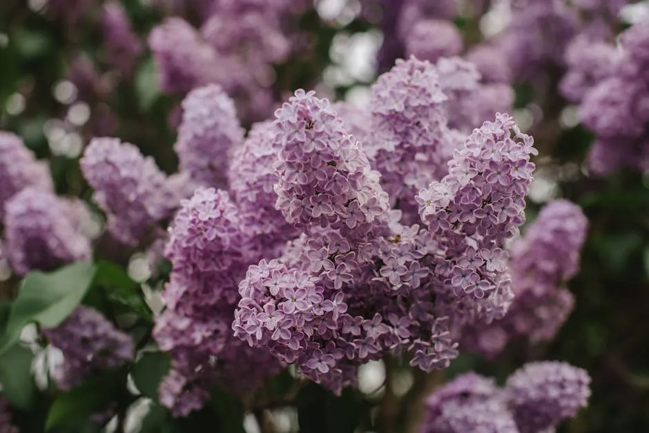 Close-up of Purple Lilac Flowers