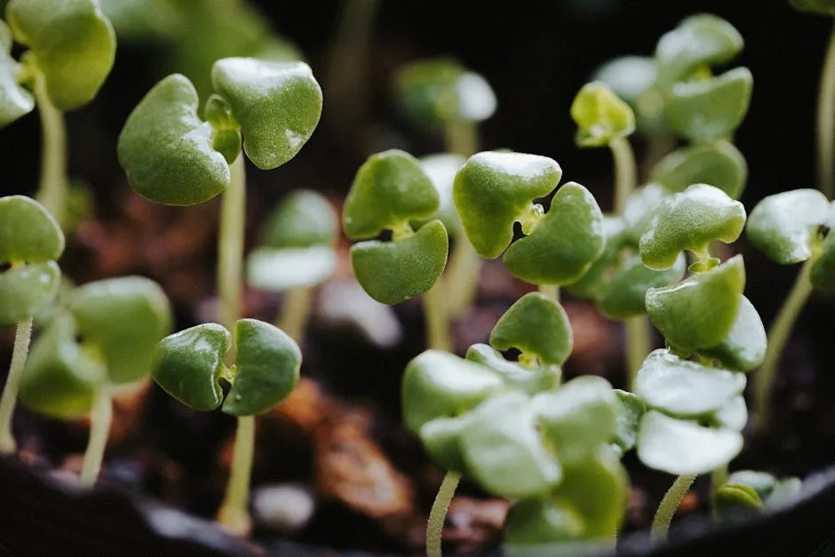 Close-up of Green Sprouts 