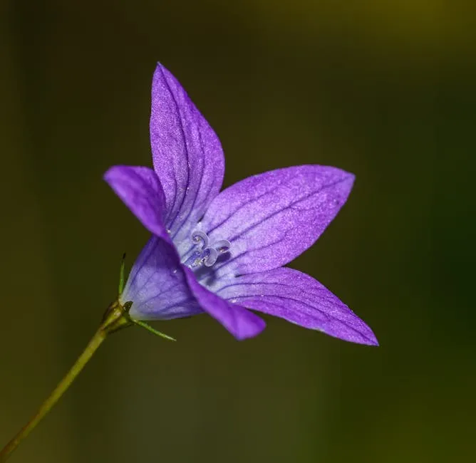 purple flower of spreading bellflower (Campanula patula)