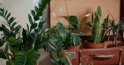 Horizontal video: A suitcase with plants in it and a plant on the floor 4503781. Duration: 34 seconds. Resolution: 4096x2160
