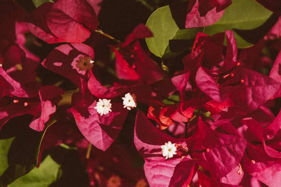 Bougainvillea Flowers in Close Up Photography