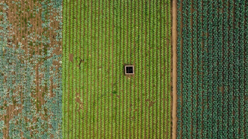 Aerial View of Fields with Crops