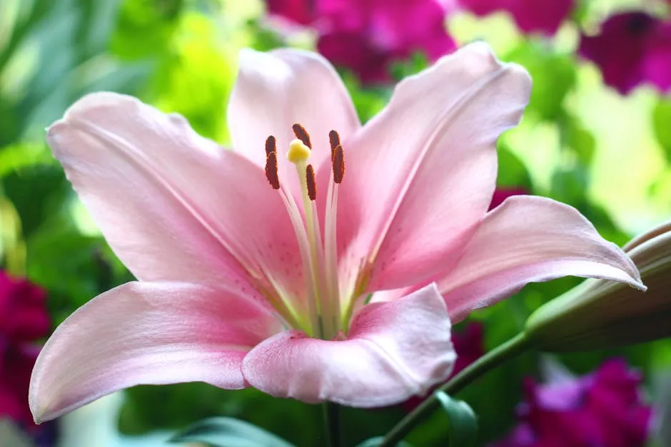Vibrant pink stargazer lily in full bloom with lush green background, close-up view.
