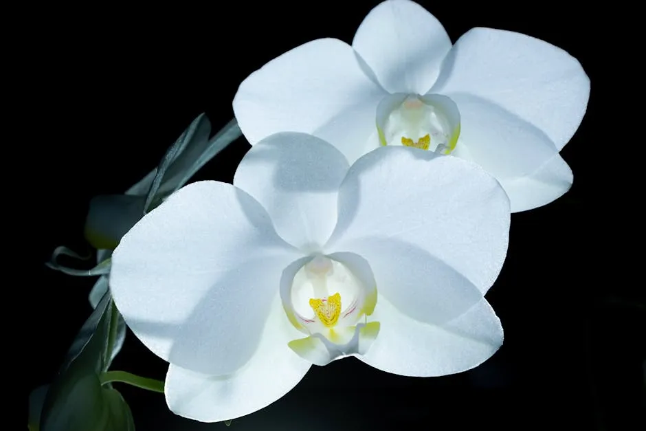 Close-Up Shot of Blooming Moth Orchids