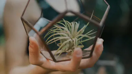 Horizontal video: A plant inside a terrarium 7236443. Duration: 6 seconds. Resolution: 3840x2160