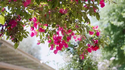 Horizontal video: Pink bougainvillea tree under the sun 8296787. Duration: 19 seconds. Resolution: 1920x1080