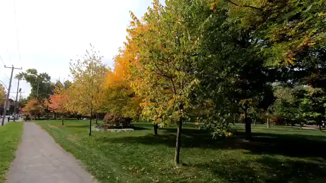 Horizontal video: Trees in autumn 9913200. Duration: 37 seconds. Resolution: 2704x1520