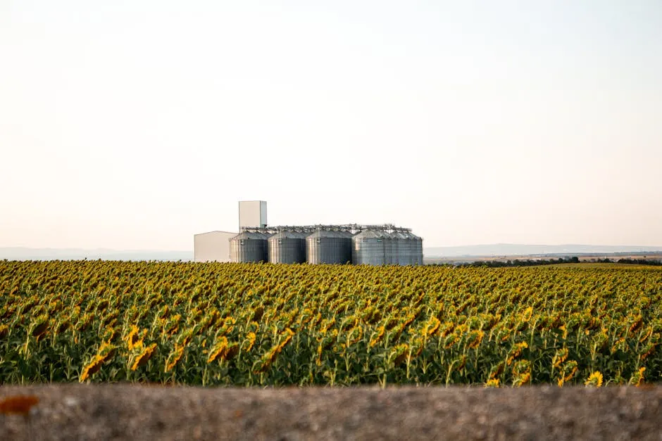 A serene sunflower field stretches to silos under a clear sky, epitomizing rural agriculture.