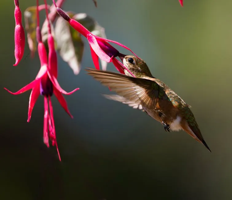 Hummingbird Sipping Nectar from Fuchsia Flowers