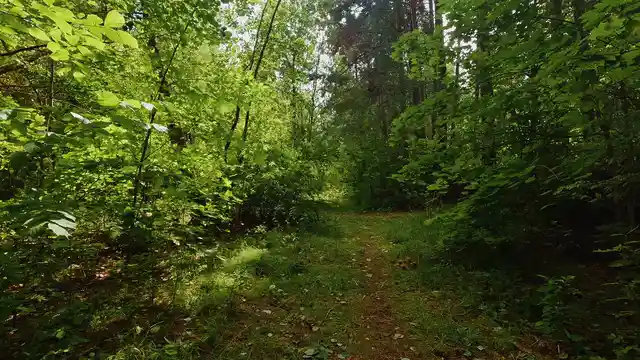 Horizontal video: Serene walkway in lush green forest 29324286. Duration: 60 seconds. Resolution: 3840x2160