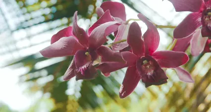 Horizontal video: Flower of an orchid plant 4932584. Duration: 16 seconds. Resolution: 4096x2160