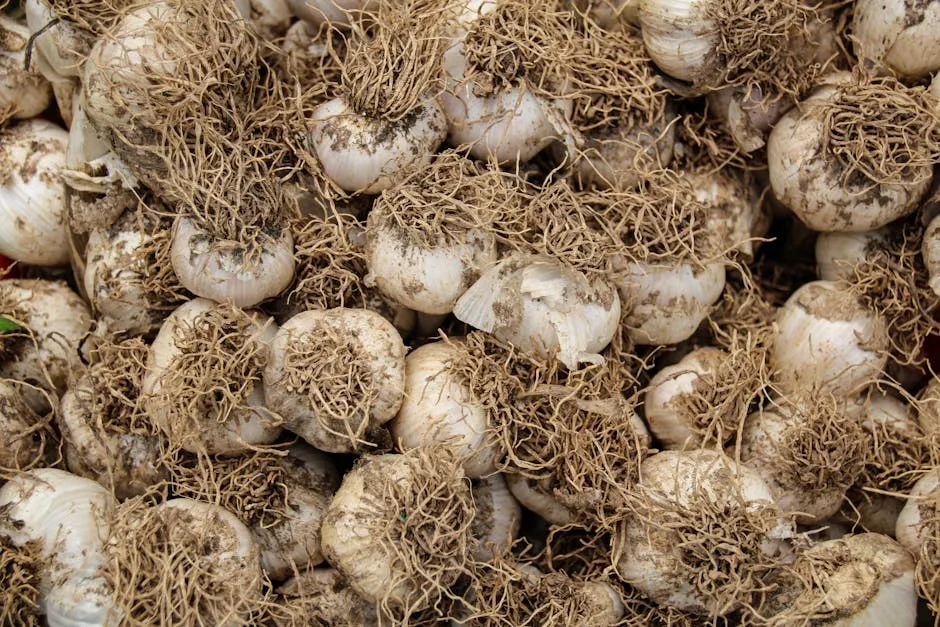 A pile of freshly harvested garlic bulbs with visible roots and dirt.