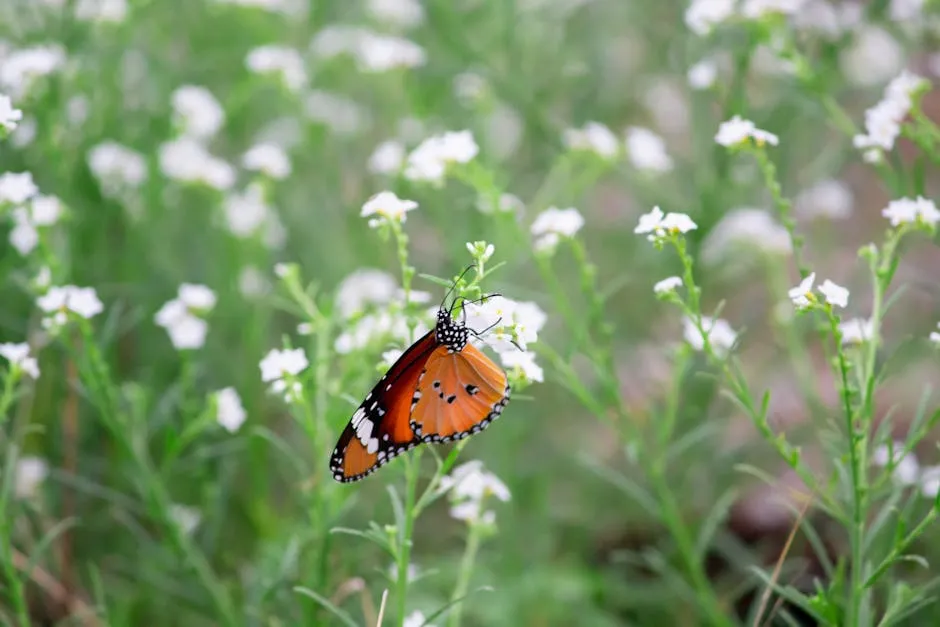 Close-up of a monarch butterfly on white flowers, capturing the beauty of nature.