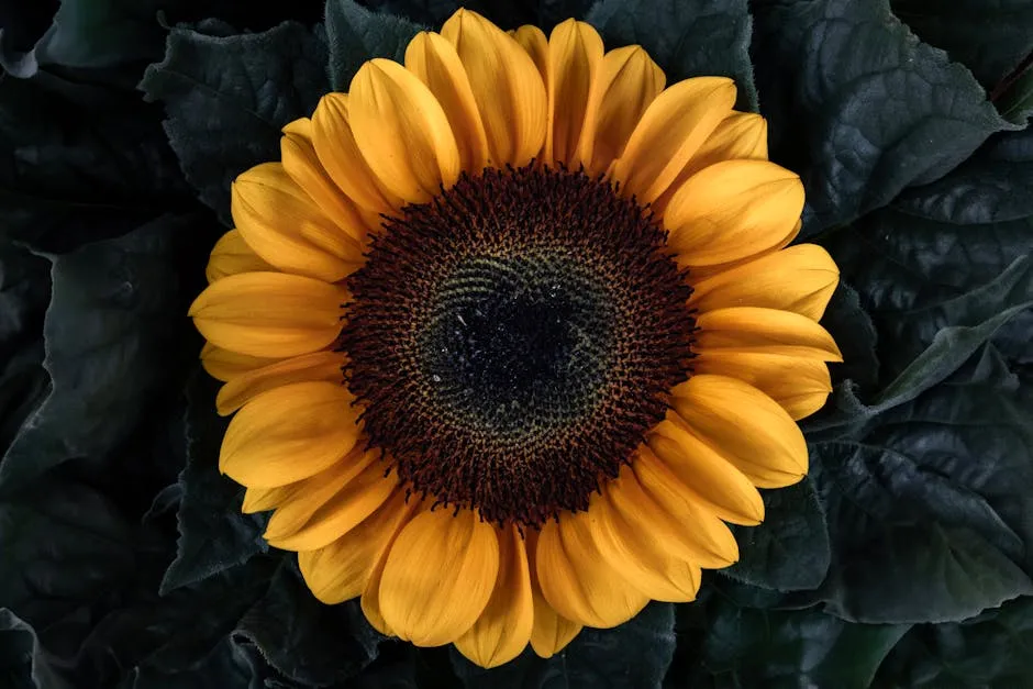 A striking close-up photo of a sunflower showcasing vibrant yellow petals and detailed stamens.