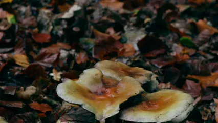 Horizontal video: Edible mushrooms in the forest 3111493. Duration: 29 seconds. Resolution: 1920x1080