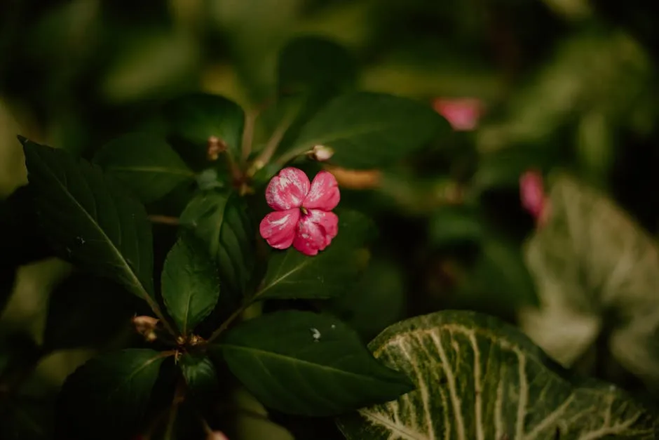 Pink Flower among Leaves