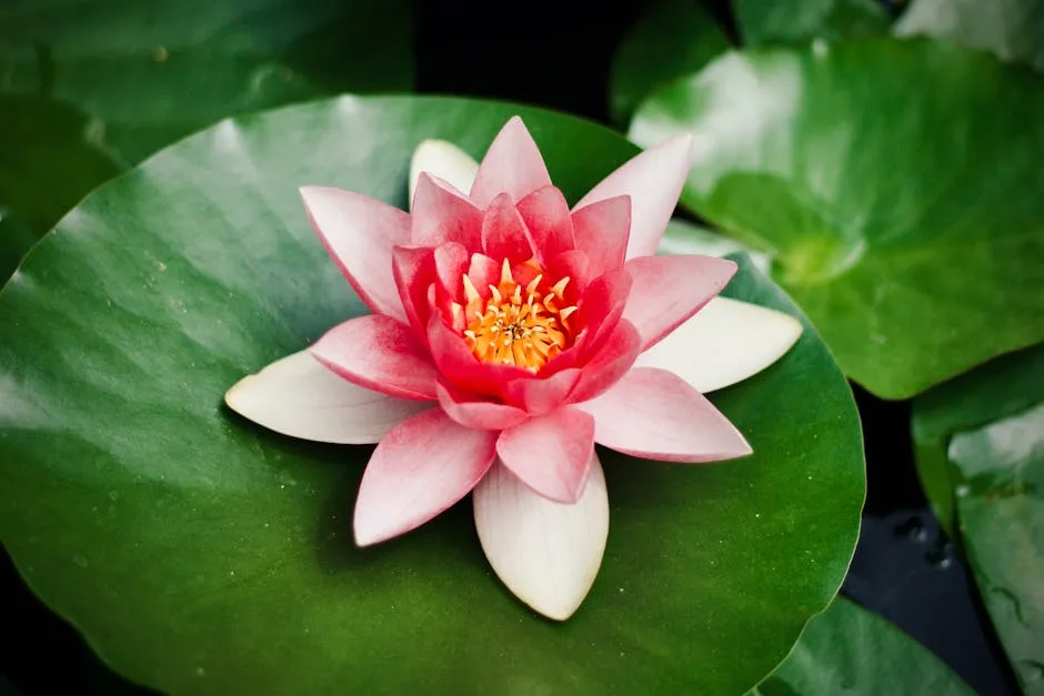 Close-up of a vibrant pink water lily resting on a lush green leaf, showcasing nature's beauty.