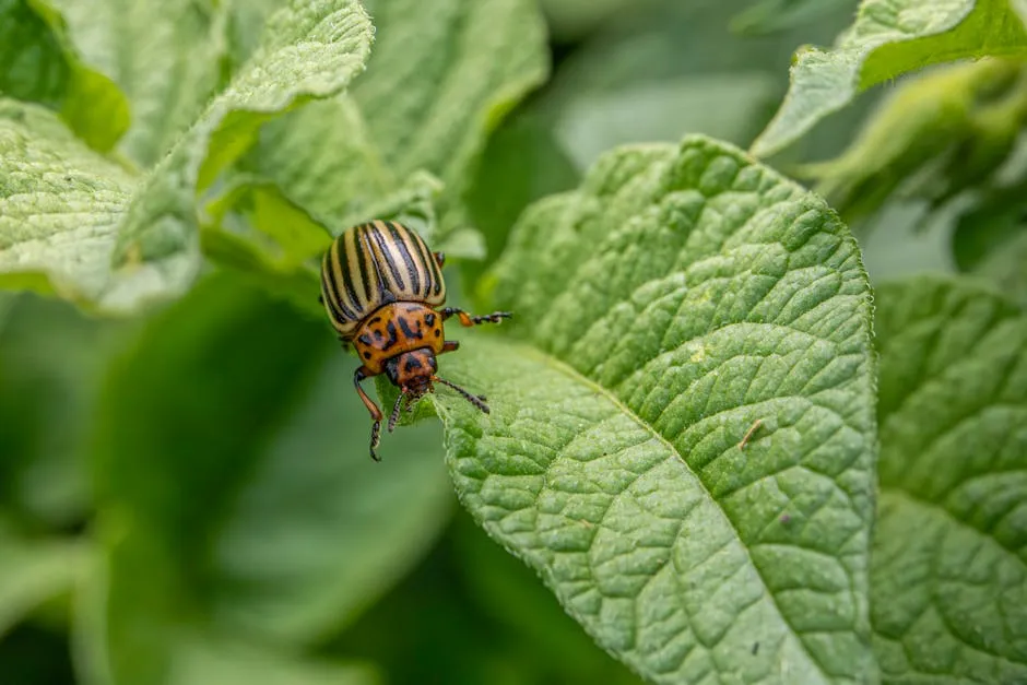 Colorado Beetle on Potato Leaf