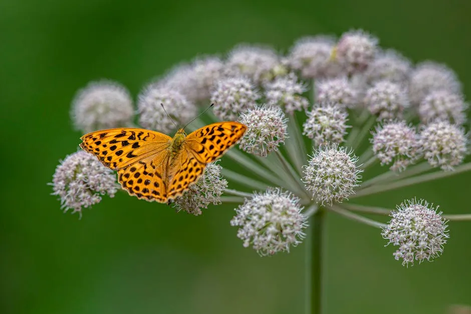 Close-up of a Pallas' fritillary butterfly perched on white flowers, showcasing its vibrant orange wings.