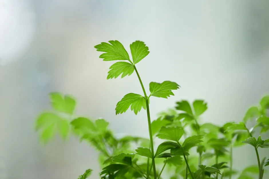 A Parsley Plant in Close Up Photography