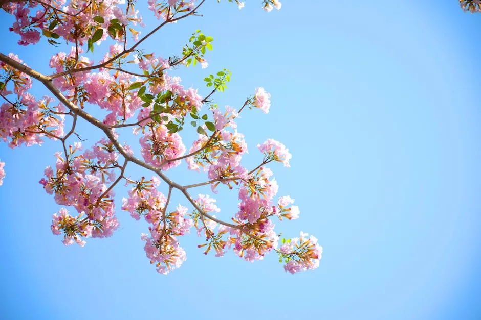 Beautiful cherry blossoms in full bloom against a clear blue sky, capturing the essence of spring.
