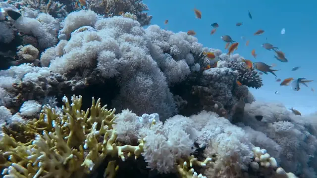 Horizontal video: Colorful fish swimming near a coral reef 11273412. Duration: 4 seconds. Resolution: 1920x1080