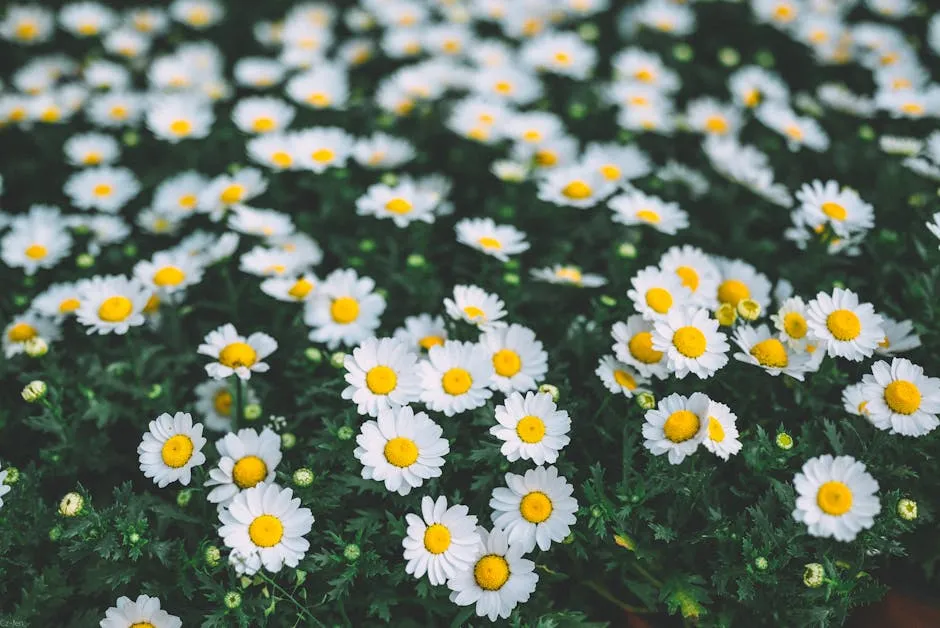 Abundance of Chamomile Flowers