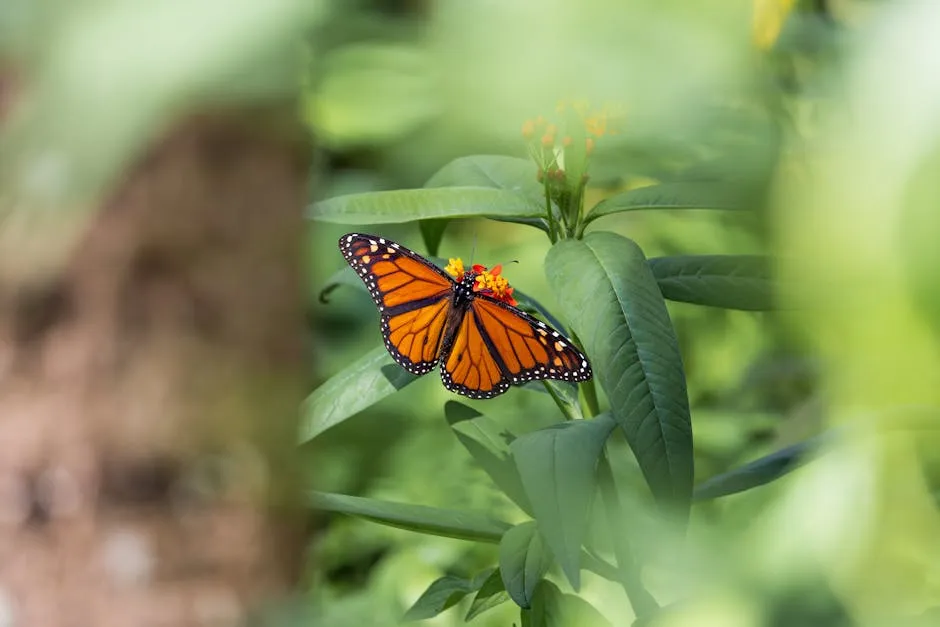 Free stock photo of monarch butterfly, tropical milkweed