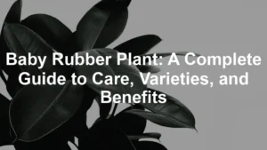 Featured image for Baby Rubber Plant: A Complete Guide to Care, Varieties, and Benefits