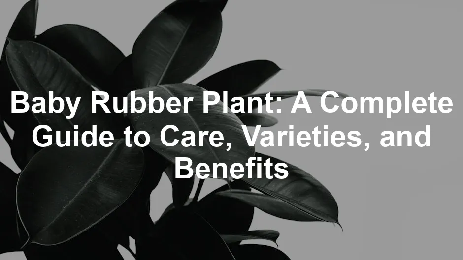 Featured image for Baby Rubber Plant: A Complete Guide to Care, Varieties, and Benefits