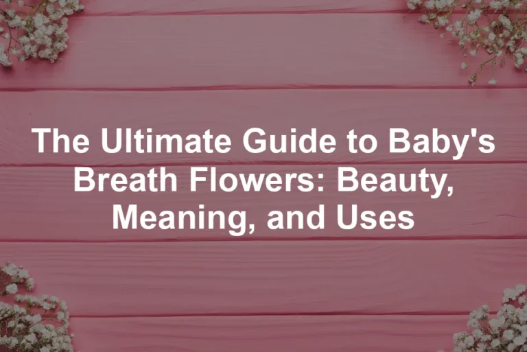 Featured image for The Ultimate Guide to Baby's Breath Flowers: Beauty, Meaning, and Uses