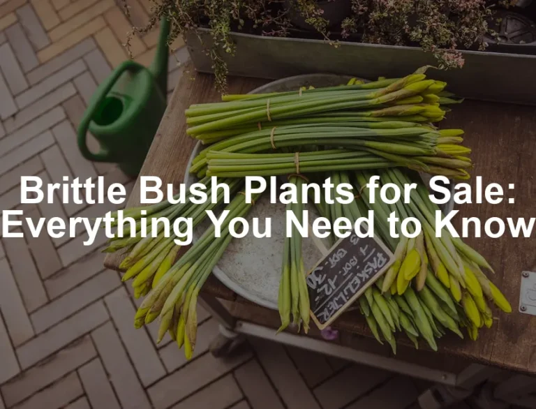 Featured image for Brittle Bush Plants for Sale: Everything You Need to Know