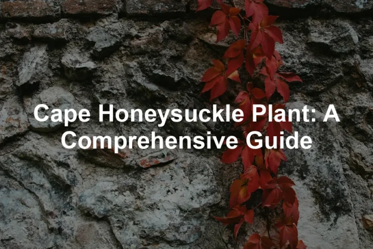 Featured image for Cape Honeysuckle Plant: A Comprehensive Guide