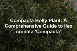 Featured image for Compacta Holly Plant: A Comprehensive Guide to Ilex crenata 'Compacta'